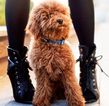Pet-friendly apartments